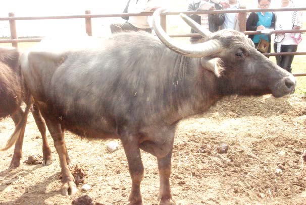 पर्कोटे
