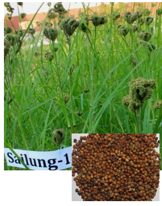 saulang
