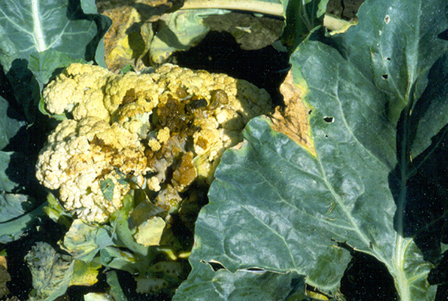 cauliflower