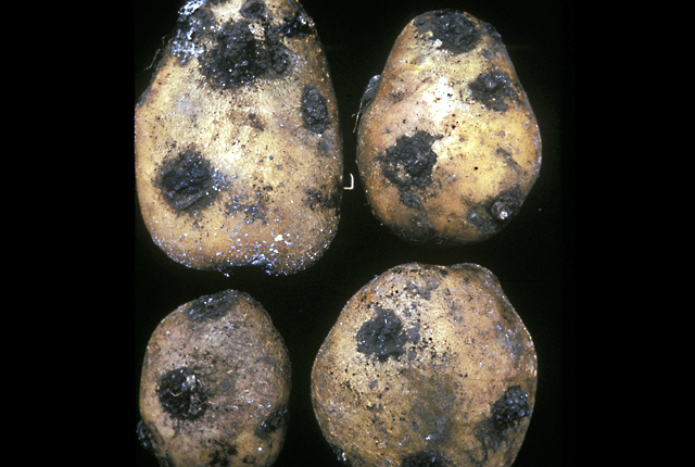 potato