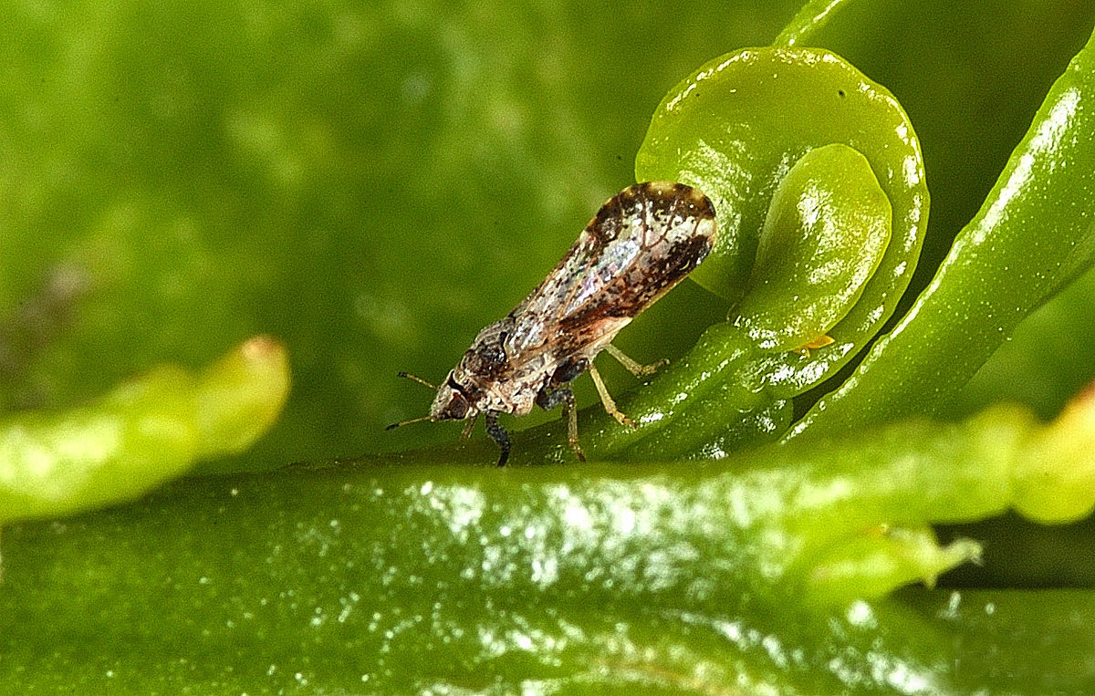 citrus