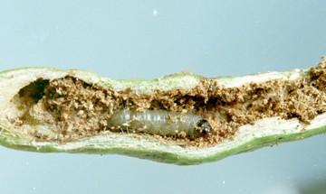 mungbean