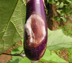 brinjal