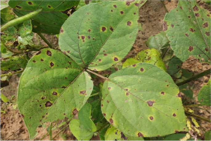 mungbean