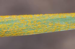 leaf rust wheat