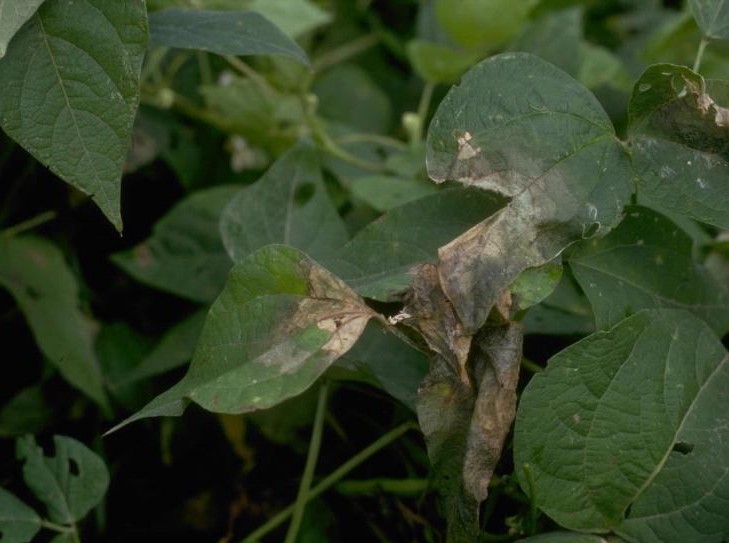 mungbean