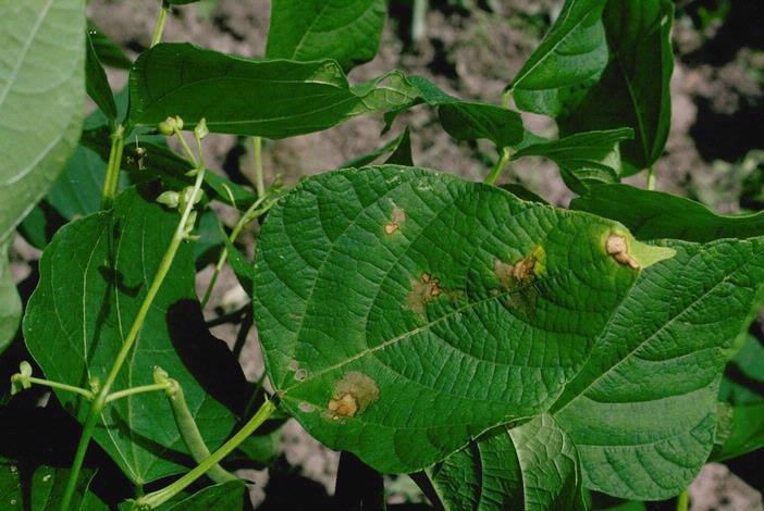 mungbean