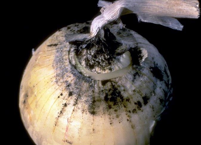 onion