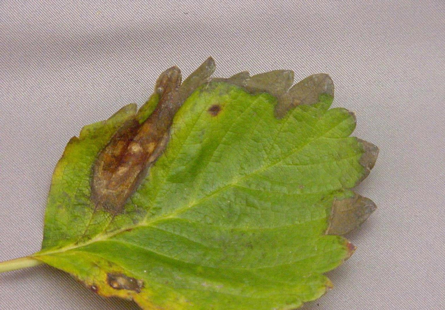 brinjal