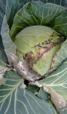 cabbage