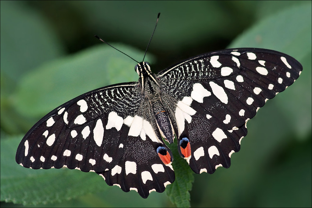 citrus butterfly