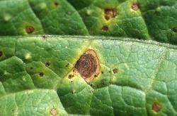 alternaria