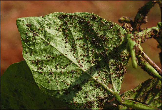 mungbean