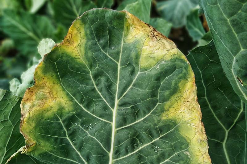 cauliflower