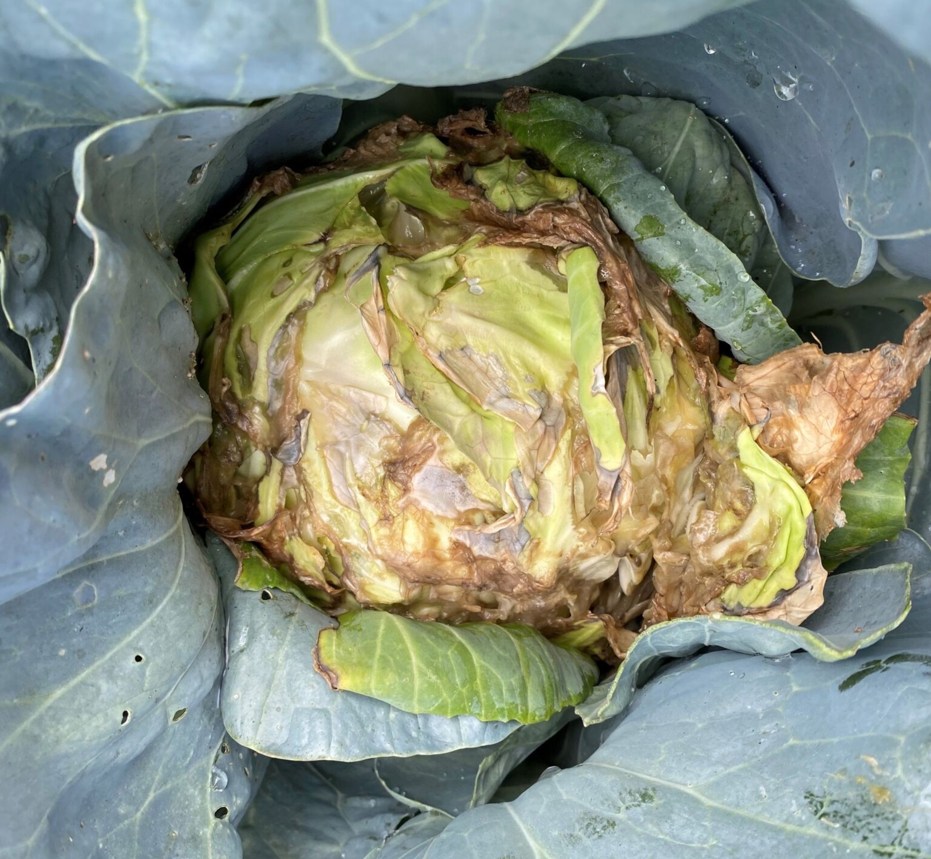 cabbage