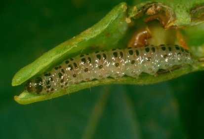 mungbean