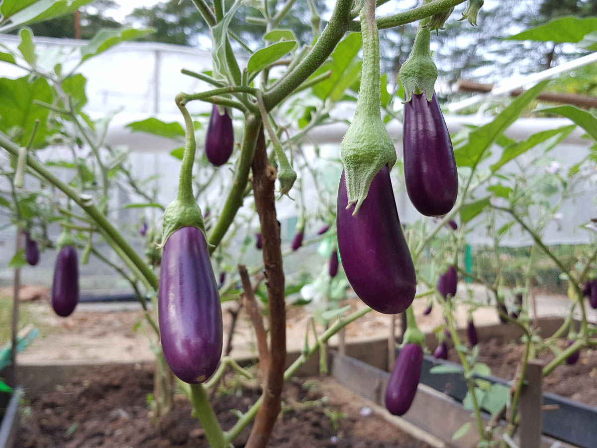 brinjal