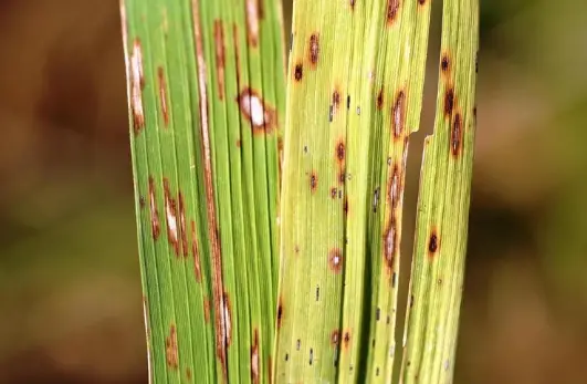 brown spot
