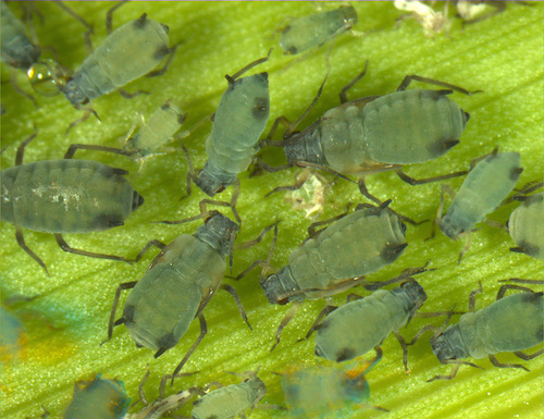 aphid