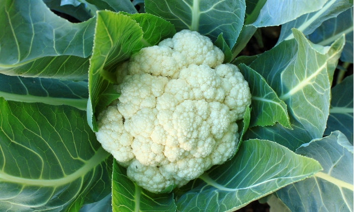 cauliflower