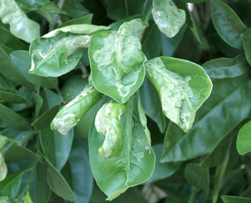 citrus leaf miner