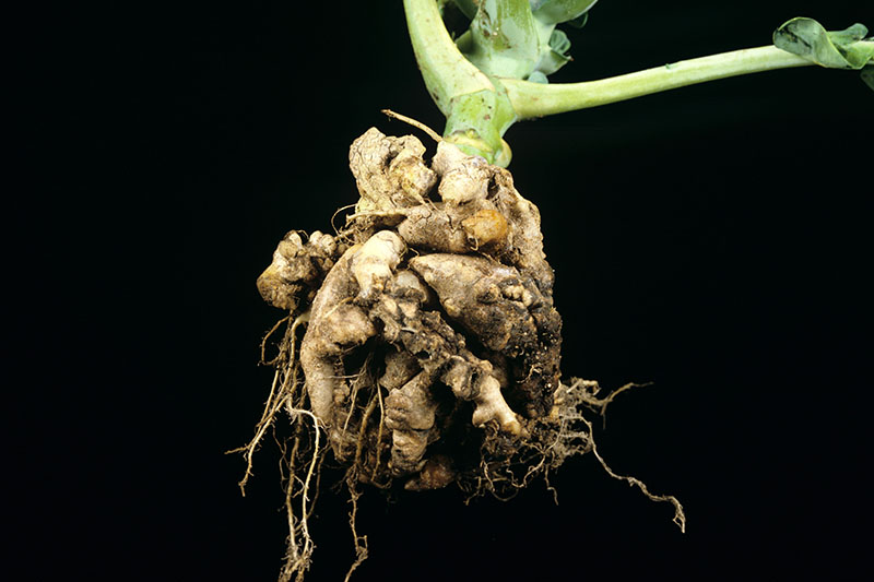 cauliflower