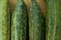 cucumber mosaic