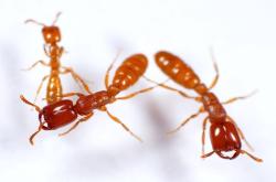 ant