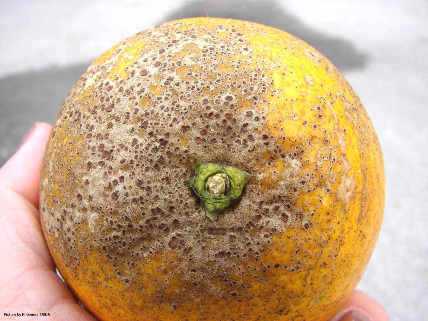 melanose