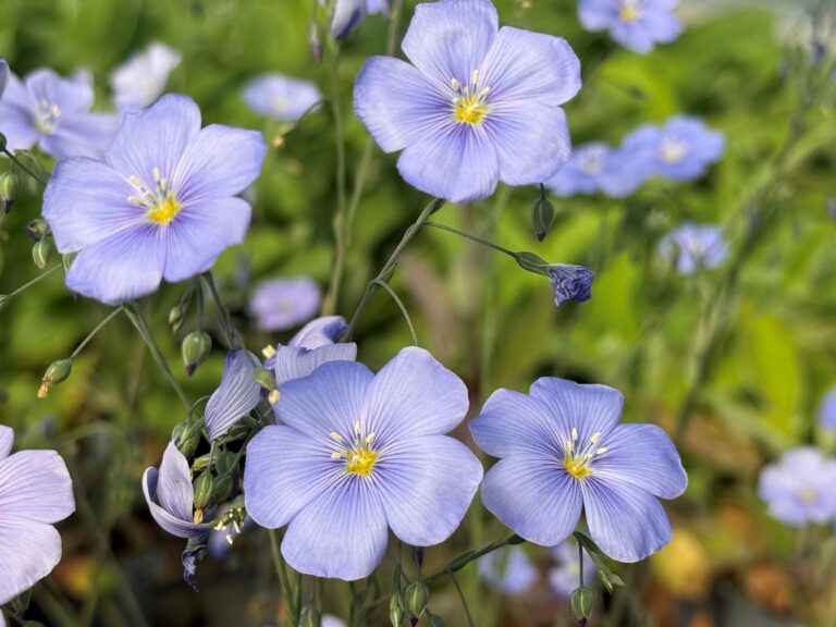 flax