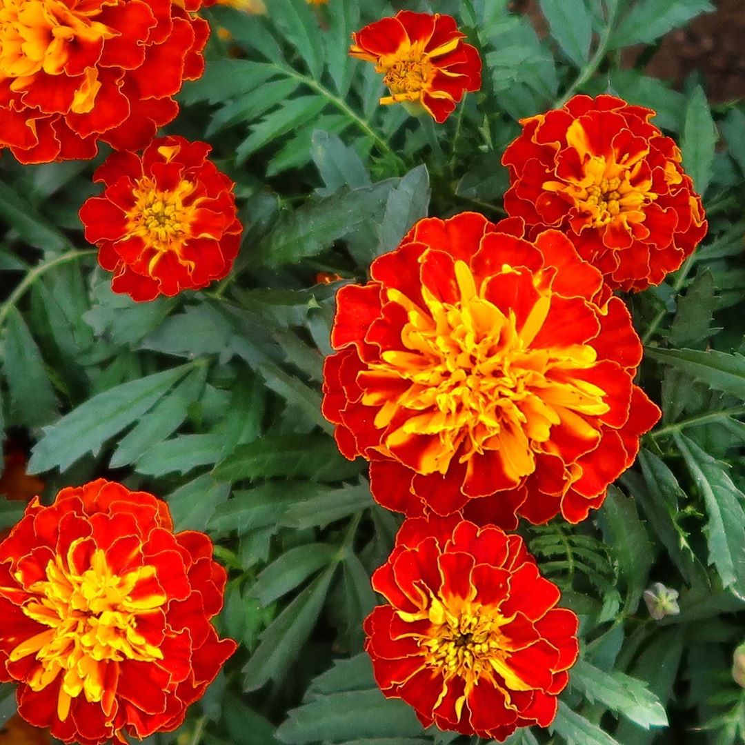 marigold