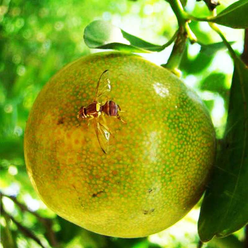 citrus