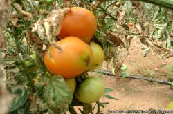 tomato