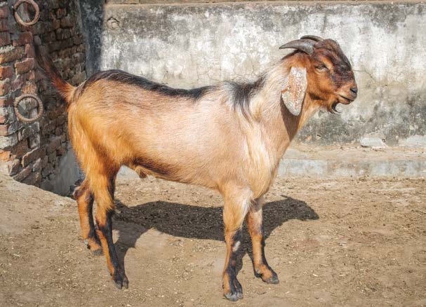 khari