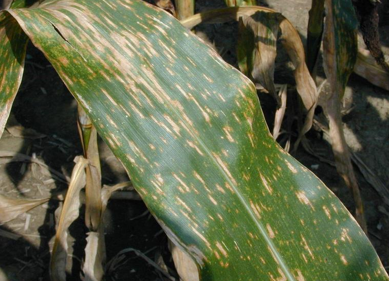 leaf spot