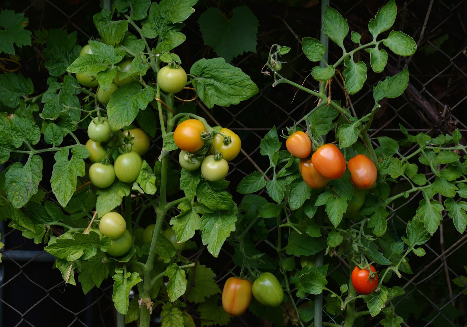tomato