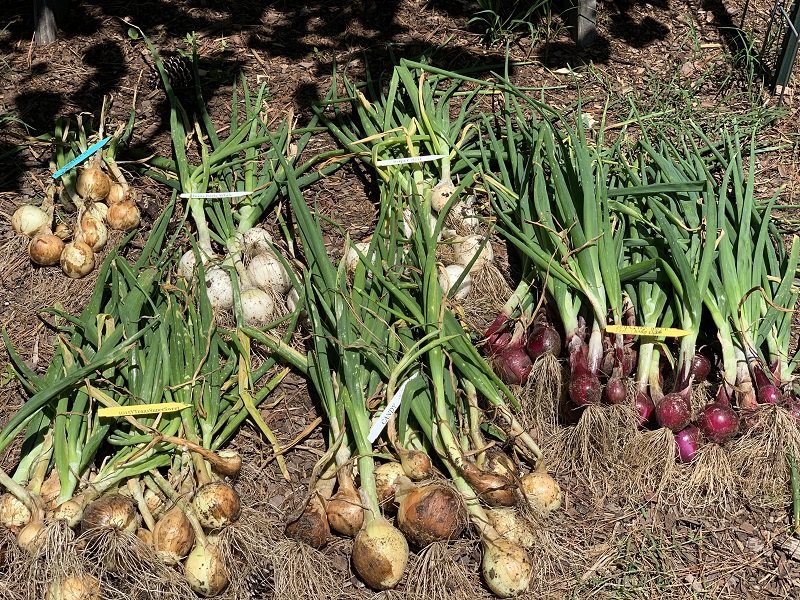 onion