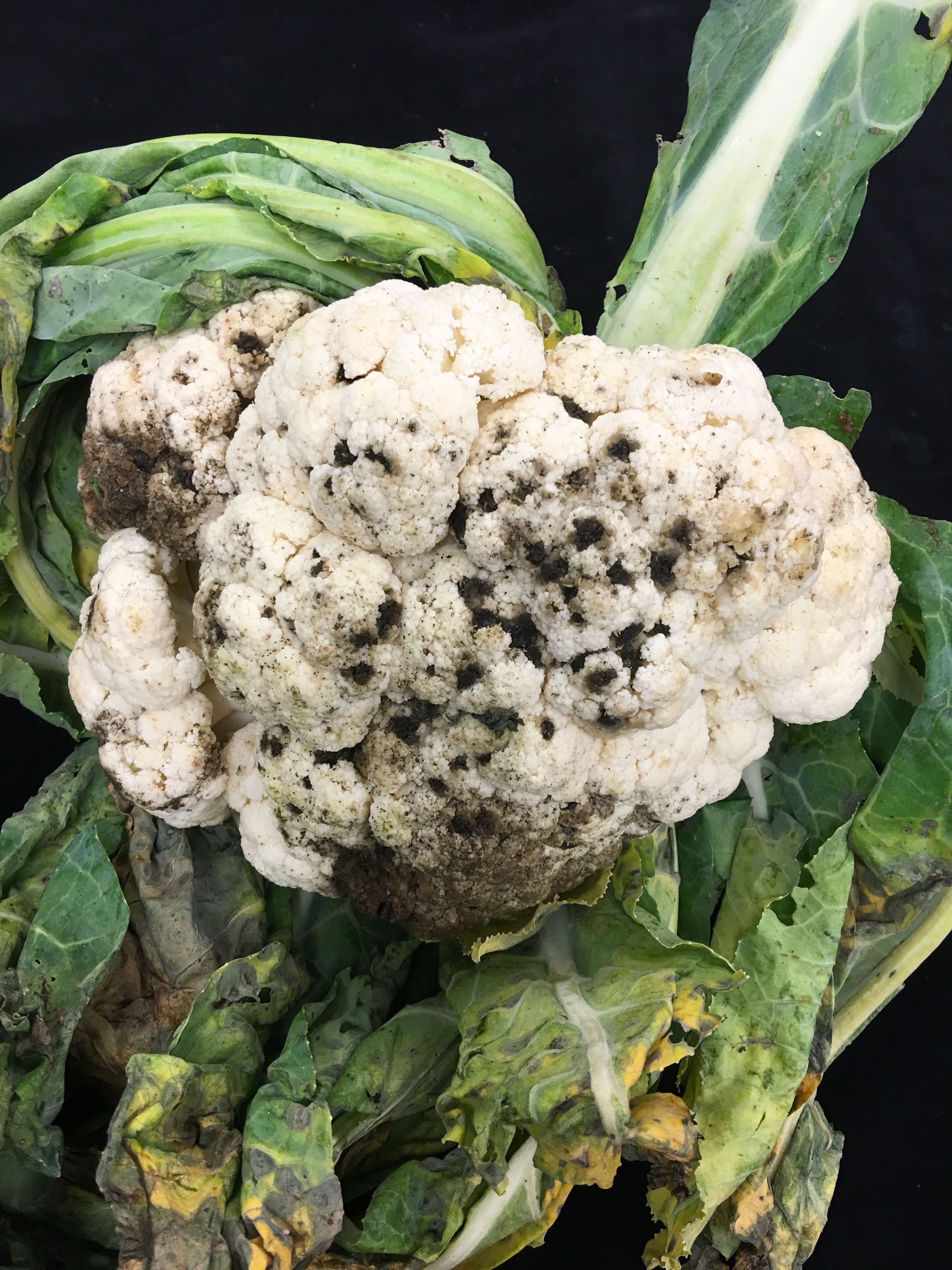 cauliflower