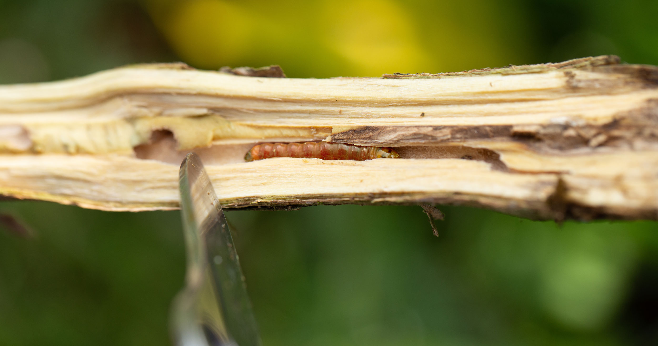 citrus borer