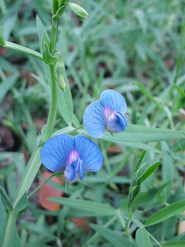 grass pea