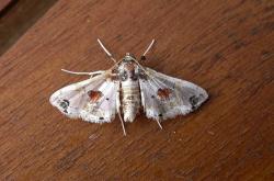 borer