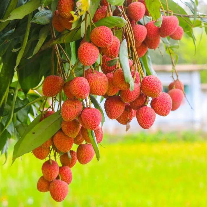 litchi