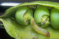 pea