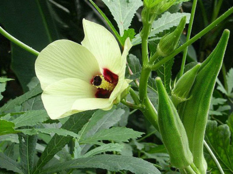 okra
