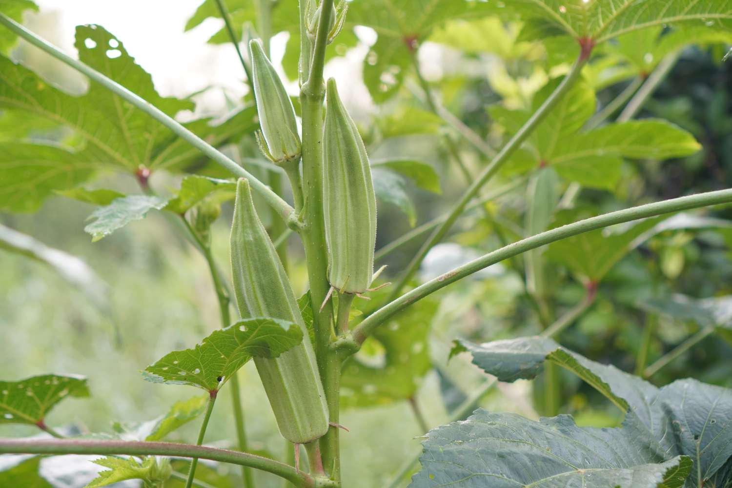 okra