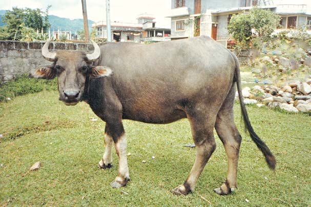 लिमे