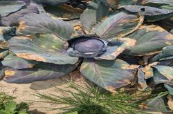 black rot