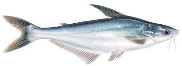 Pangasius