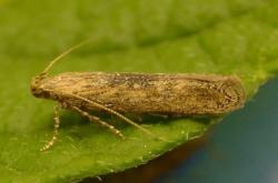 pmoth
