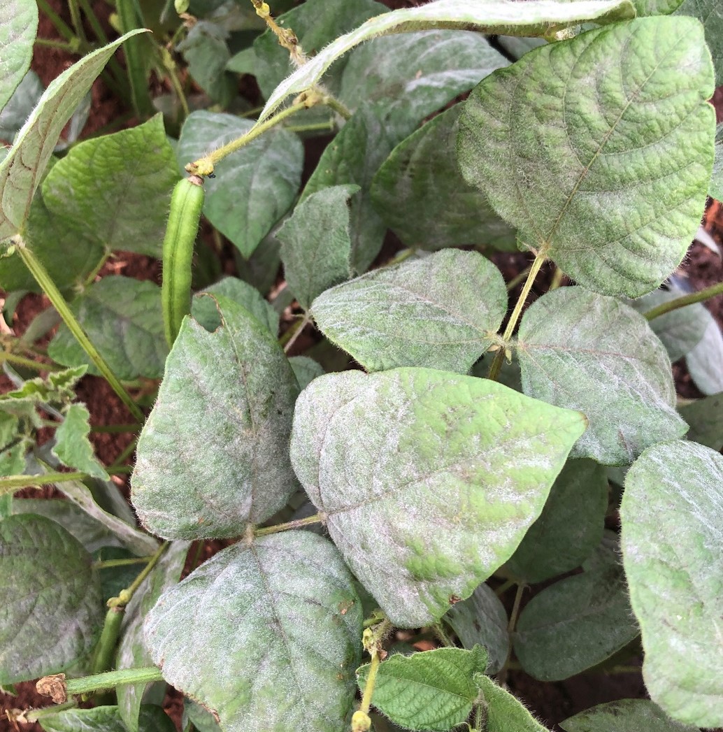 mungbean